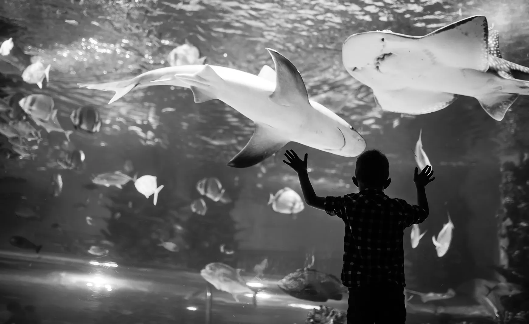 Child looking into an aquarium shark tank